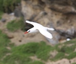 Red-tailed tropicbird | Amokura. Dorsal view of adult in flight. Raoul Island, Kermadec Islands, January 2009. Image © Gareth Rapley by Gareth Rapley.