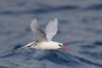 Red-tailed tropicbird | Amokura. Subadult in flight. North end of Lord Howe Island, April 2019. Image © Ian Wilson 2019 birdlifephotography.org.au by Ian Wilson.