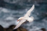 Red-tailed tropicbird | Amokura. Adult in flight. Kingston, Norfolk Island, December 2016. Image © Lindsay Hansch 2018 birdlifephotography.org.au by Lindsay Hansch.