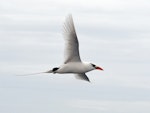 Red-tailed tropicbird | Amokura. Adult in flight. Meyer Islands (Kermadecs), April 2021. Image © Scott Brooks (ourspot) by Scott Brooks.