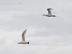 Red-tailed tropicbird | Amokura. An adult pair in flight (one a slight pink suffusion). Meyer Islands (Kermadecs), March 2021. Image © Scott Brooks (ourspot) by Scott Brooks.
