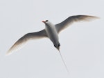 Red-tailed tropicbird | Amokura. Adult in flight. Meyer Islands (Kermadecs), April 2021. Image © Scott Brooks (ourspot) by Scott Brooks.