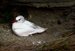 Red-tailed tropicbird | Amokura. Adult on nest site. Macauley Island, December 1988. Image © Graeme Taylor by Graeme Taylor.