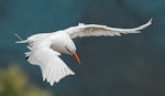 Red-tailed tropicbird | Amokura. Subadult in flight. Lord Howe Island, April 2019. Image © Glenn Pure 2019 birdlifephotography.org.au by Glenn Pure.