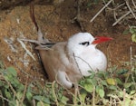 Red-tailed tropicbird | Amokura. Adult on nest. Phillip Island, Norfolk Island, November 2016. Image © Ian Armitage by Ian Armitage.