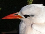 Red-tailed tropicbird | Amokura. Adult. Kermadec Islands, North Meyer Islet, April 2008. Image © Steffi Ismar by Steffi Ismar.