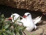 Red-tailed tropicbird | Amokura. Pair at nest. Kermadec Islands, North Meyer Islet, May 2007. Image © Steffi Ismar by Steffi Ismar.