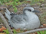 Red-tailed tropicbird | Amokura. Juvenile ready to fledge. Cook Islands, August 2006. Image © John Flux by John Flux.