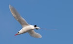 Red-tailed tropicbird | Amokura. Adult in flight. Norfolk Island, April 2012. Image © Philip Griffin by Philip Griffin.