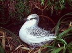 Red-tailed tropicbird | Amokura. Fledgling at nest. Macauley Island, Kermadec Islands, May 1982. Image © Colin Miskelly by Colin Miskelly.