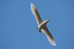 Red-tailed tropicbird | Amokura. Ventral view of adult in flight. Raoul Island, Kermadec Islands, January 2009. Image © Gareth Rapley by Gareth Rapley.