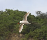 Red-tailed tropicbird | Amokura. Adult in flight. Raoul Island, Kermadec Islands, January 2009. Image © Gareth Rapley by Gareth Rapley.