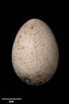 Red-tailed tropicbird | Amokura. Egg 68.5 x 48.7 mm (NMNZ OR.007068, collected by Roy Bell). Raoul Island, Kermadec Islands, January 1909. Image © Te Papa by Jean-Claude Stahl.