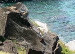 Red-tailed tropicbird | Amokura. Adult about to land. Norfolk Island, December 2008. Image © Joke Baars by Joke Baars.