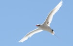 Red-tailed tropicbird | Amokura. Adult in flight. Norfolk Island, April 2012. Image © Philip Griffin by Philip Griffin.