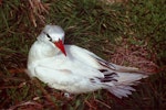 Red-tailed tropicbird | Amokura. Adult at nest site. Macauley Island, Kermadec Islands, May 1982. Image © Colin Miskelly by Colin Miskelly.