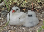 Red-tailed tropicbird | Amokura. Adult with chick. Cook Islands, August 2006. Image © John Flux by John Flux.