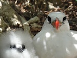 Red-tailed tropicbird | Amokura. Adult and chick. Henderson Island, Pitcairns, November 2011. Image © Matt Charteris by Matt Charteris.