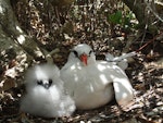 Red-tailed tropicbird | Amokura. Adult and chick. Henderson Island, Pitcairn group, October 2011. Image © Matt Charteris by Matt Charteris.