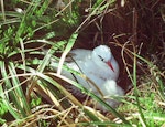 Red-tailed tropicbird | Amokura. Adult and chick at nest. Macauley Island, Kermadec Islands, May 1982. Image © Colin Miskelly by Colin Miskelly.