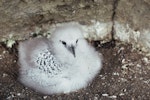 Red-tailed tropicbird | Amokura. Chick on nest. Meyer Island, Kermadec Islands, January 1994. Image © Department of Conservation (image ref: 10055124) by Dick Veitch, Department of Conservation.