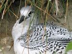 Red-tailed tropicbird | Amokura. Chick at nest. Macauley Island, July 2006. Image © Terry Greene by Terry Greene.