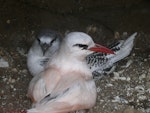 Red-tailed tropicbird | Amokura. Adult with chick. Kermadec Islands, North Meyer Islet, May 2007. Image © Steffi Ismar by Steffi Ismar.
