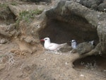 Red-tailed tropicbird | Amokura. Nest site with adult and chick. Kermadec Islands, North Meyer Islet, May 2007. Image © Steffi Ismar by Steffi Ismar.