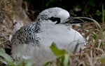 Red-tailed tropicbird | Amokura. Fully-grown chick. Norfolk Island, April 2012. Image © Philip Griffin by Philip Griffin.