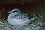 Red-tailed tropicbird | Amokura. Chick on nest close to fledging. Macauley Island, Kermadec Islands, August 1966. Image © Department of Conservation (image ref: 10038158) by Brian Bell, Department of Conservation.