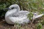Red-tailed tropicbird | Amokura. Fully-grown chick. Phillip Island, Off Norfolk Island, April 2012. Image © Philip Griffin by Philip Griffin.