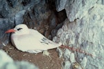 Red-tailed tropicbird | Amokura. Adult on nest showing red tail plumes. South Meyer Island, Kermadec Islands, January 1994. Image © Department of Conservation (image ref: 10031081) by Dick Veitch, Department of Conservation.
