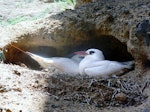 Red-tailed tropicbird | Amokura. Pair at nest. Phillip Island, Norfolk Island, December 2008. Image © Joke Baars by Joke Baars.