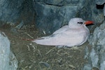 Red-tailed tropicbird | Amokura. Adult on nest. North Meyer Islet, Kermadec Islands, December 1966. Image © Department of Conservation (image ref: 10038161) by Don Merton, Department of Conservation.