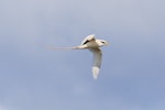 White-tailed tropicbird. Adult in flight. Ile Europa, Mozambique Channel, November 2008. Image © James Russell by James Russell.