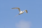 White-tailed tropicbird. Adult in flight. Ile Europa, Mozambique Channel, November 2008. Image © James Russell by James Russell.