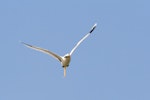 White-tailed tropicbird. Adult in flight. Ile Europa, Mozambique Channel, November 2008. Image © James Russell by James Russell.