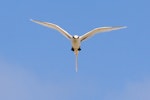 White-tailed tropicbird. Adult in flight. Ile Europa, Mozambique Channel, November 2008. Image © James Russell by James Russell.