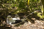White-tailed tropicbird. Adult and chick at nest. Aride Island, Seychelles, October 2015. Image © James Russell by James Russell.