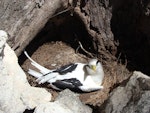 White-tailed tropicbird. Adult on nest. Bird Island, Seychelles, October 2008. Image © Glenn McKinlay by Glenn McKinlay.