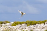 White-tailed tropicbird. Adult in flight. Ile Europa, Mozambique Channel, November 2008. Image © James Russell by James Russell.
