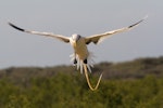 White-tailed tropicbird. Adult in flight. Ile Europa, Mozambique Channel, November 2008. Image © James Russell by James Russell.