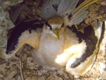 White-tailed tropicbird. Adult (golden morph) at nest. Ile Europa, Mozambique Channel, November 2008. Image © James Russell by James Russell.