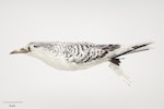 White-tailed tropicbird. Beach-wrecked specimen. Second New Zealand record (and southernmost record). Specimen registration no. OR.021458; image no. MA_I295010. Okato Beach, Taranaki, February 1979. Image © Te Papa.