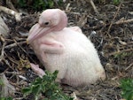 Australian pelican | Perikana. Nestling. Gulf of St Vincent, South Australia, Australia, September 2003. Image © Philip Griffin by Philip Griffin.