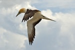 Australasian gannet | Tākapu. Adult flying. Farewell Spit colony, Golden Bay, November 2012. Image © Rebecca Bowater FPSNZ by Rebecca Bowater FPSNZ.