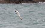 Australasian gannet | Tākapu. Diving adult. Otama, Coromandel Peninsula, January 2012. Image © Philip Griffin by Philip Griffin.
