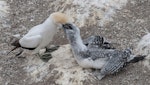 Australasian gannet | Tākapu. Adult feeding chick. Muriwai, February 2011. Image © Philip Griffin by Philip Griffin.