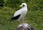 Masked booby. Adult standing on rock. Phillip Island, Off Norfolk Island, April 2012. Image © Philip Griffin by Philip Griffin.