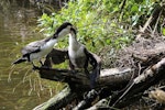 Pied shag | Kāruhiruhi. Adult feeding large chick. Karori Sanctuary / Zealandia, November 2013. Image © David Brooks by David Brooks.